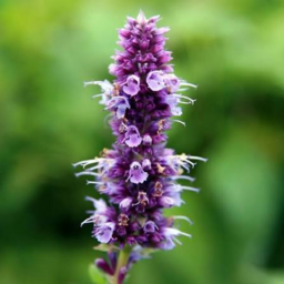 Anise Hyssop