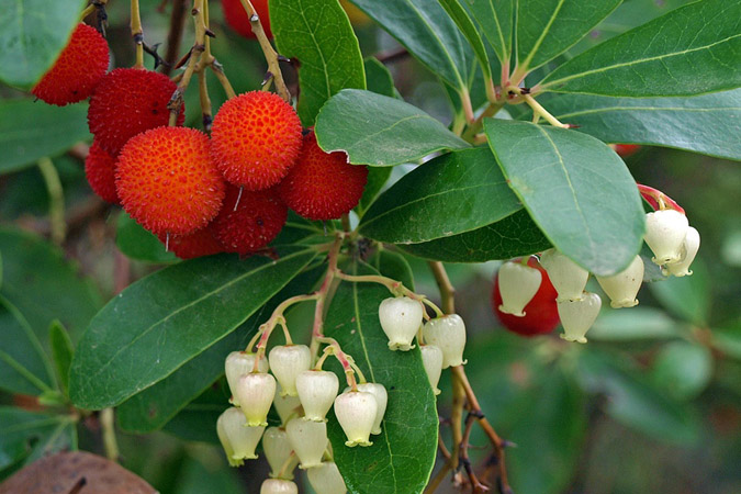 Strawberry Tree
