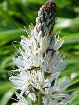 Summer Asphodel