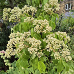 Bee Bee Tree