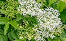 Black Elderberry