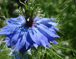 Black Cumin