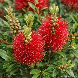 Crimson Bottlebrush