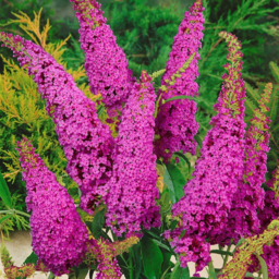 Butterfly Bush
