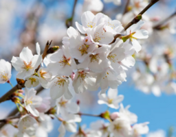 Cherry Tree