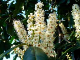 Cherry Laurel