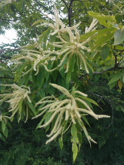 Sweet Chestnut