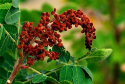 Chinese Sumac