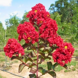 Crape Myrtle