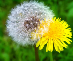 Dandelion