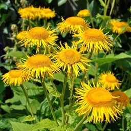 Elecampane