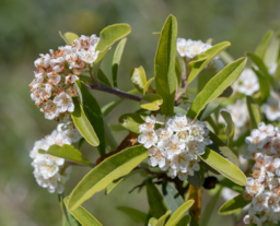 Firethorn