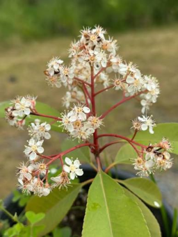 Red Robin Photinia