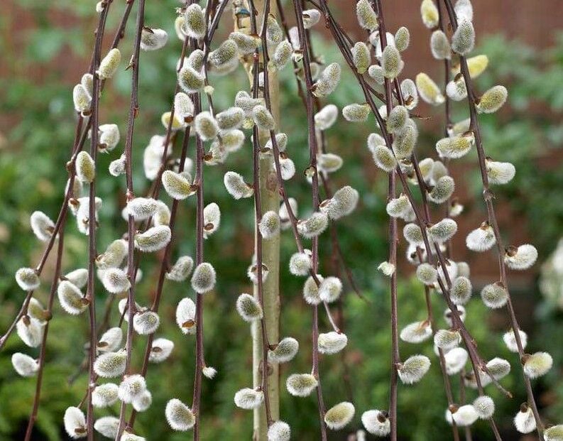 Goat Willow