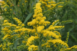European Goldenrod