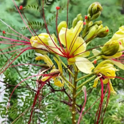 Bird of Paradise Bush (Caesalpinia)