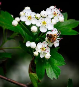 Hawthorn Tree