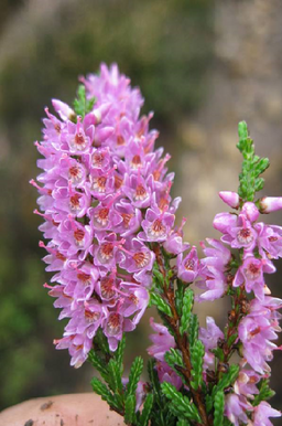 Tree Heather
