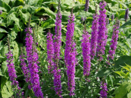 Korean Mint (Lofant)