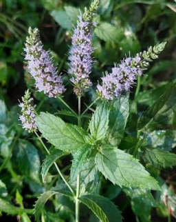Peppermint