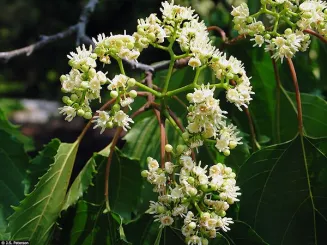 Japanese Raisin Tree