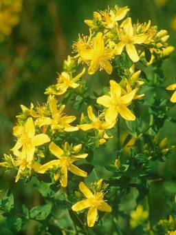 St. John's Wort