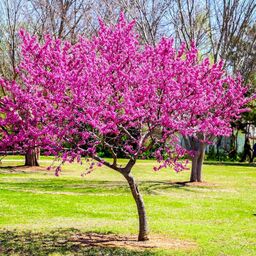Judas Tree