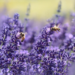 Lavender
