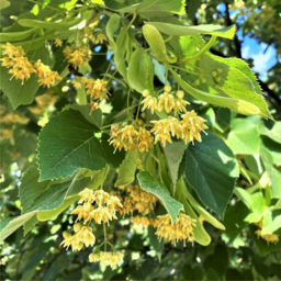 Linden