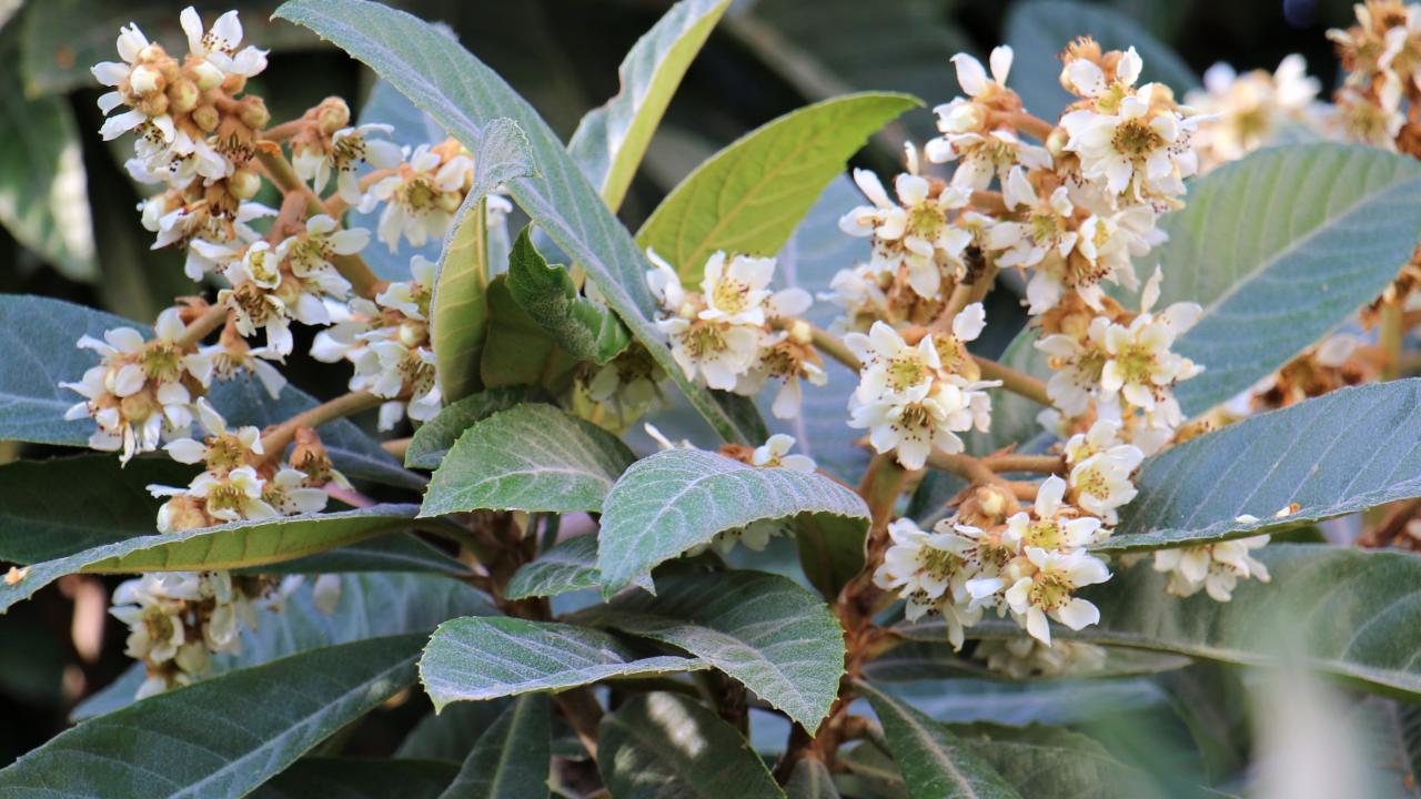 Loquat