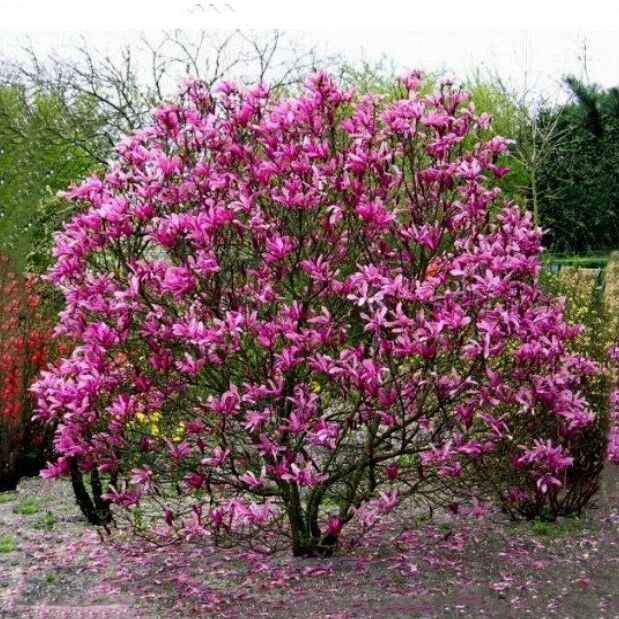 Magnolia