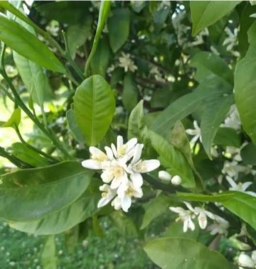 Mandarin