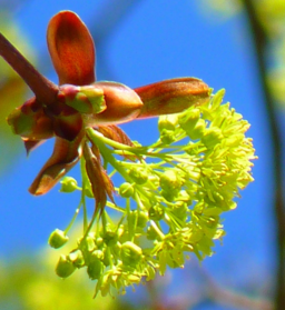 Maple Tree