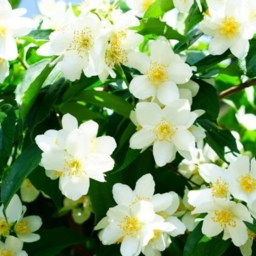 Mock Orange