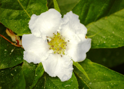 Medlar