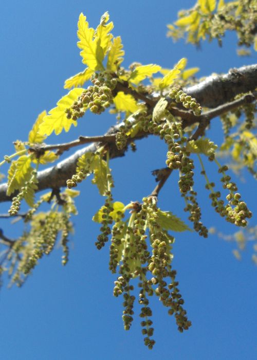 Oak Tree