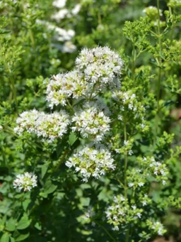 Greek Oregano