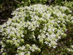 Turkish Oregano