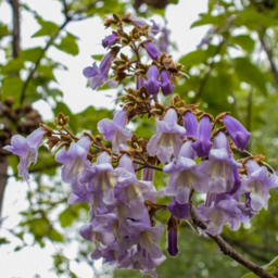 Empress Tree