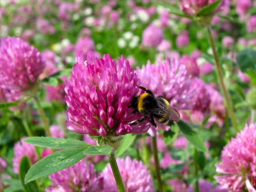 Alsike Clover