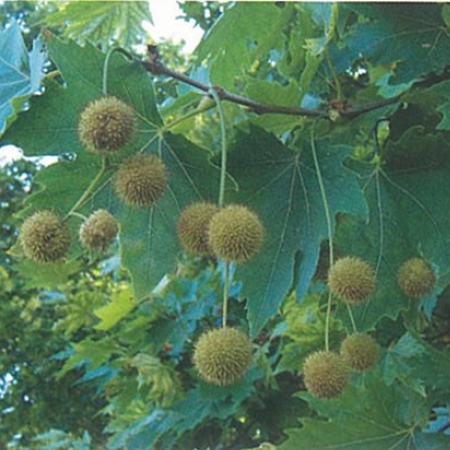 Plane Tree
