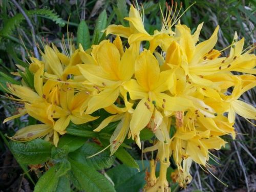 Pontic Rhododendron