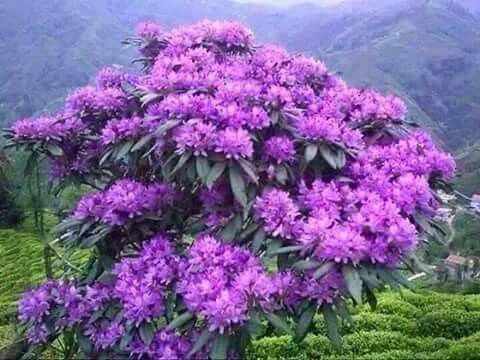 Purple Rhododendron