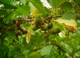 Black Alder
