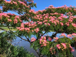 Silk Floss Tree