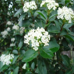 Laurustinus