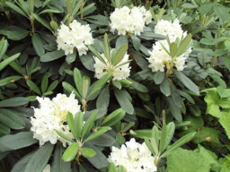 White Rhododendron