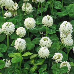 White Clover