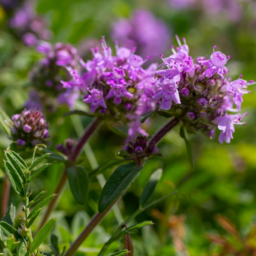 Wild Thyme