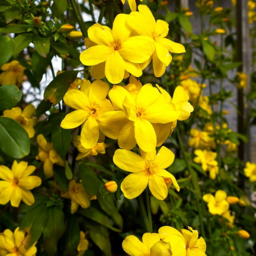 Winter Jasmine